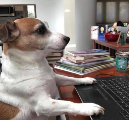 Dog computer
