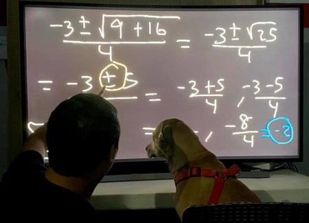 Dog math