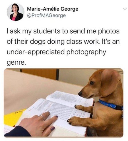 Dogs studying