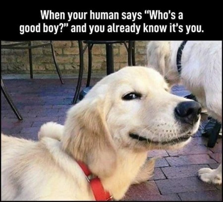 2020_05 02 dog good boy