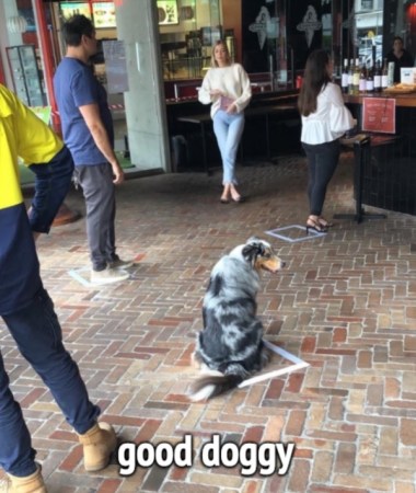 2020_05 05 good doggy