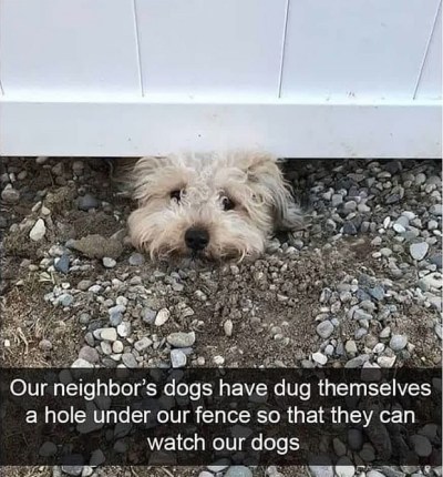 2020_05 11 DOG neighbor