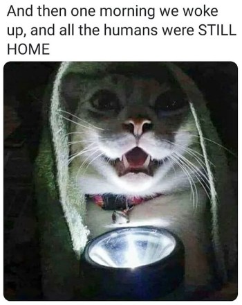 2020_05 20 CAT pandemic story