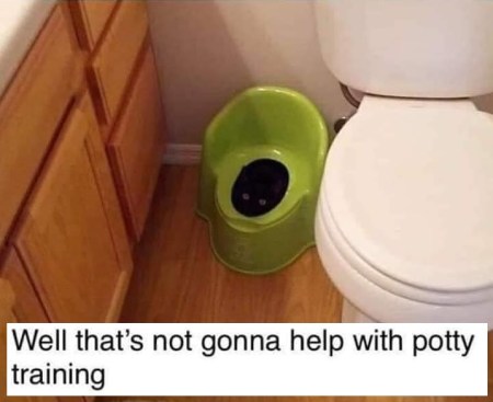 2020_05 24 CAT potty