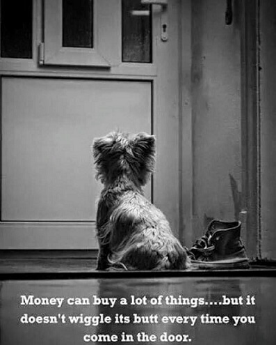 2020_05 30 DOG money vs butt wiggle