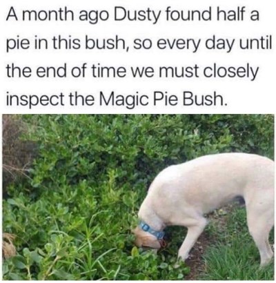 2020_06 16 DOG pie bush