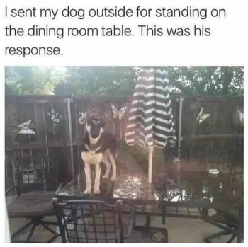 2020_06 19 DOG sassy