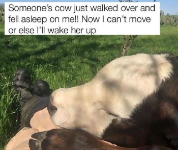 2020_06 22 Cow asleep