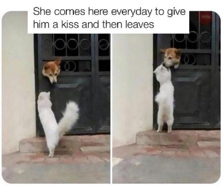 2020_06 26 DOG CAT kiss