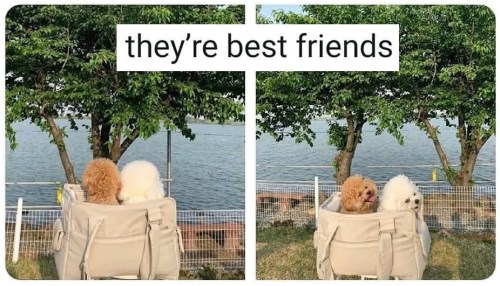 2020_06 29 DOG besties