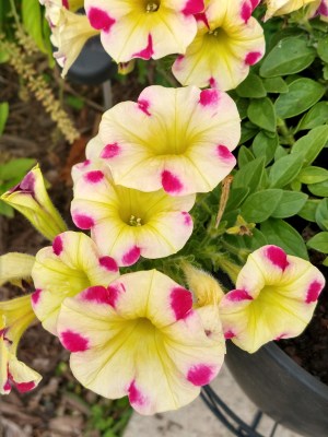2020_06 19 yellow pink petunias by L
