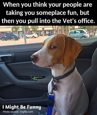 2020_07 07 DOG vet