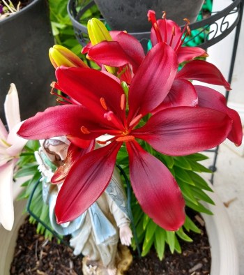 2020_07 09 Mary in the lilies