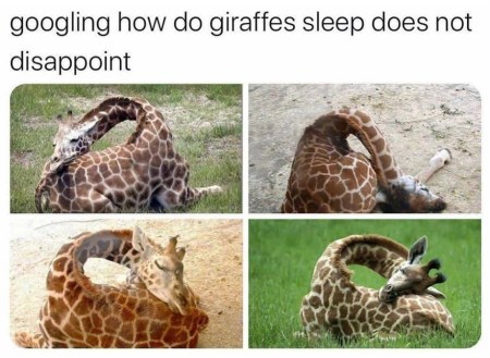 2020_07 13 GIRAFFES sleeping