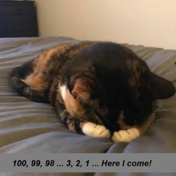 2020_07 15 CAT hide n seek