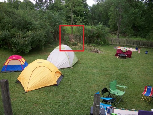 2020_07 21 bye bye willow