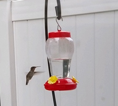 2020_07 24 Hummingbird