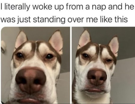 2020_08 03 DOG looming