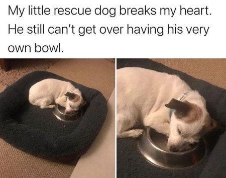 2020_08 09 DOG his own bowl