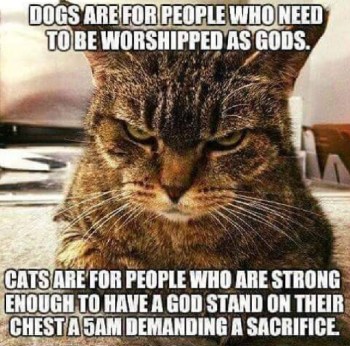 2020_08 13 CAT vs DOG