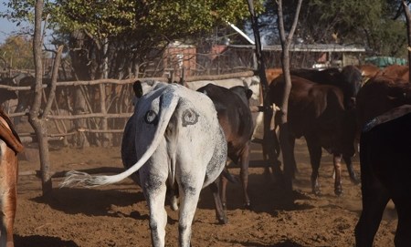 2020_08 13 cow butts