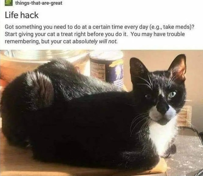2020_08 26 CAT alarm clocks