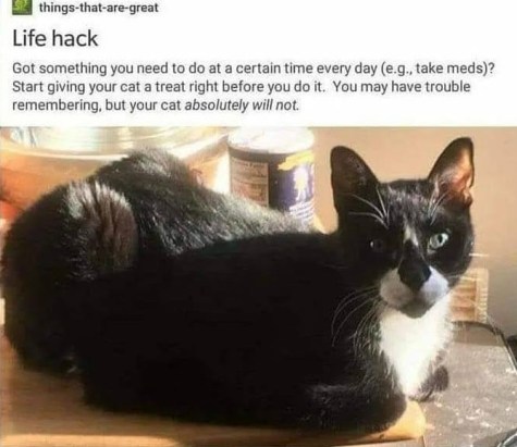 2020_08 26 CAT alarm clocks