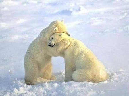 POLAR BEARS comfort hug